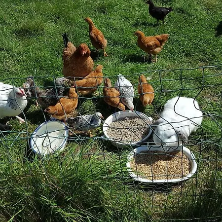 Kirsebaergaarden Gospodarstwo agroturystyczne