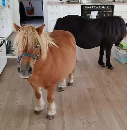 Kirsebaergaarden Præstø
